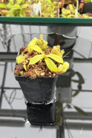 Close Up of Nepenthes spectabilis x appendiculata | Mike Kevin Smith | MKS-476 | H23446