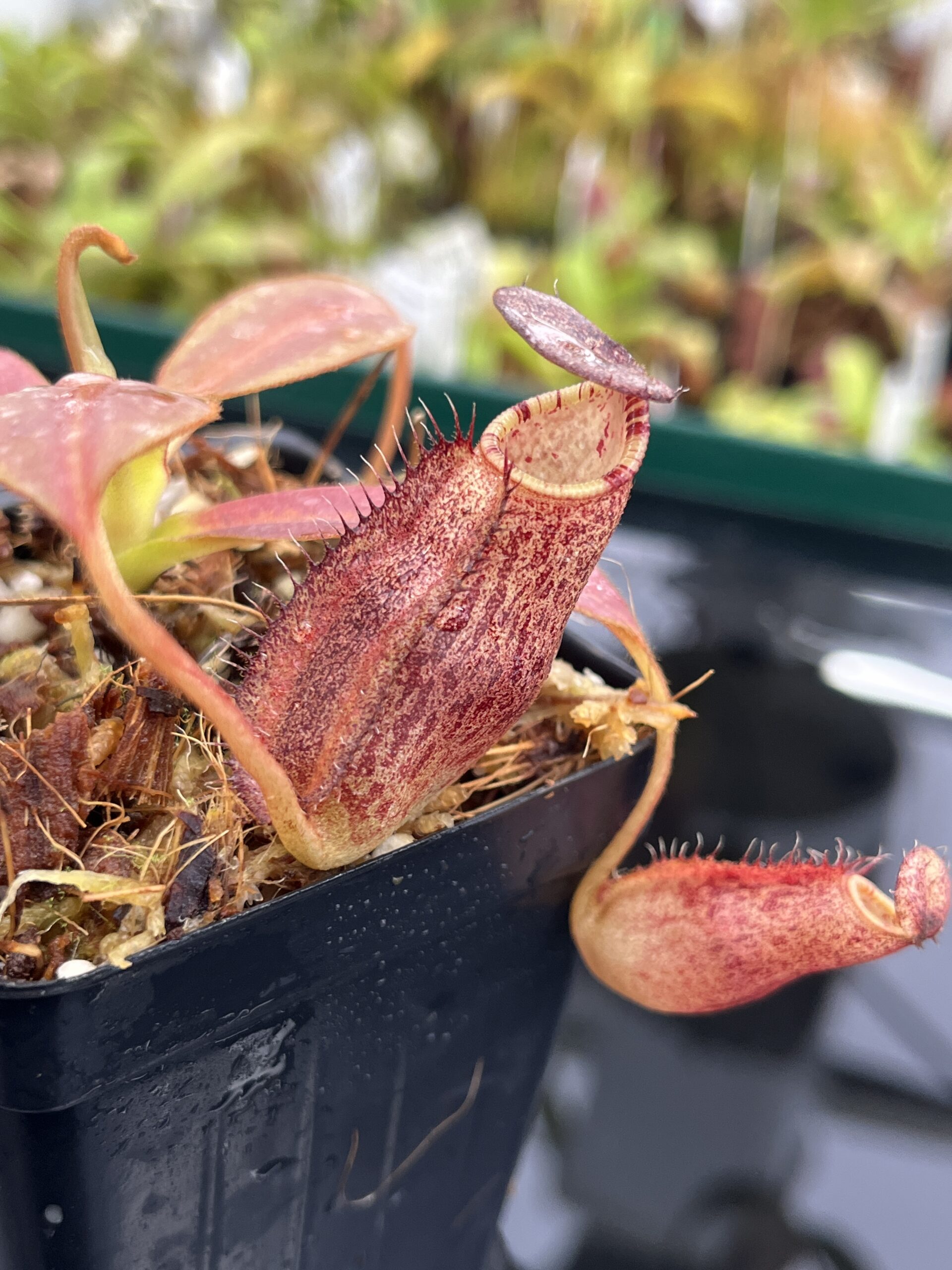 Close Up of Nepenthes spectabilis x ephippiata | Borneo Exotics | BE-4681 | H23533