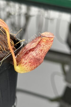 Close Up of Nepenthes spectabilis x ephippiata | Borneo Exotics | BE-4681 | H23538