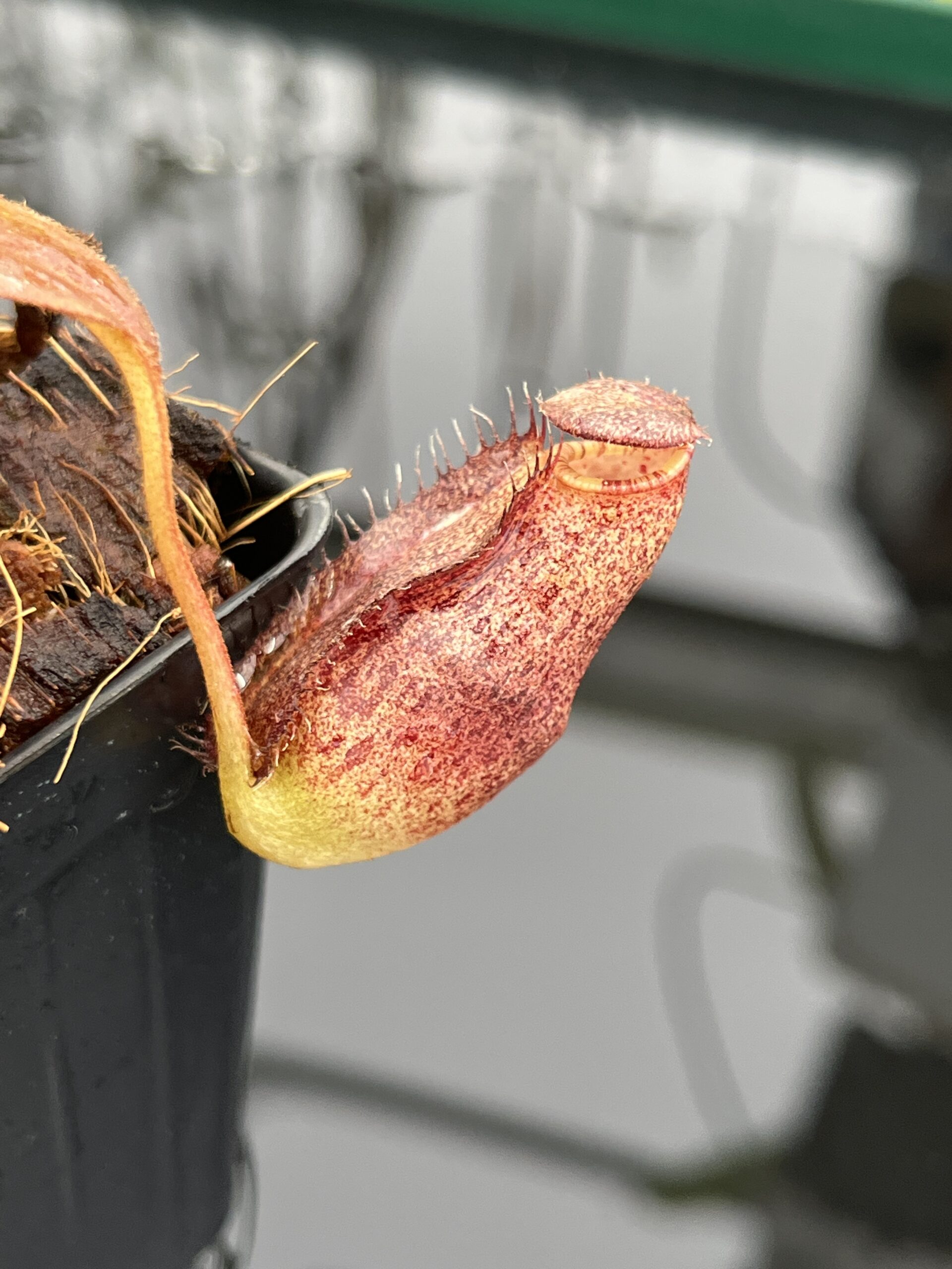 Close Up of Nepenthes spectabilis x ephippiata | Borneo Exotics | BE-4681 | H23538