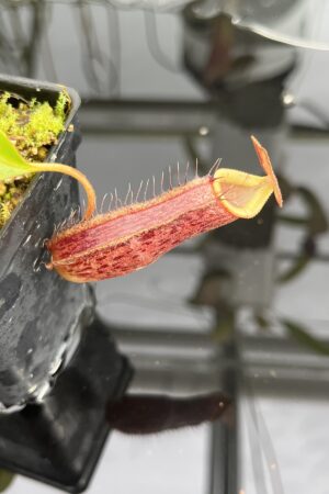 Close Up of Nepenthes spectabilis x lowii | Borneo Exotics | BE-4524 | H23343
