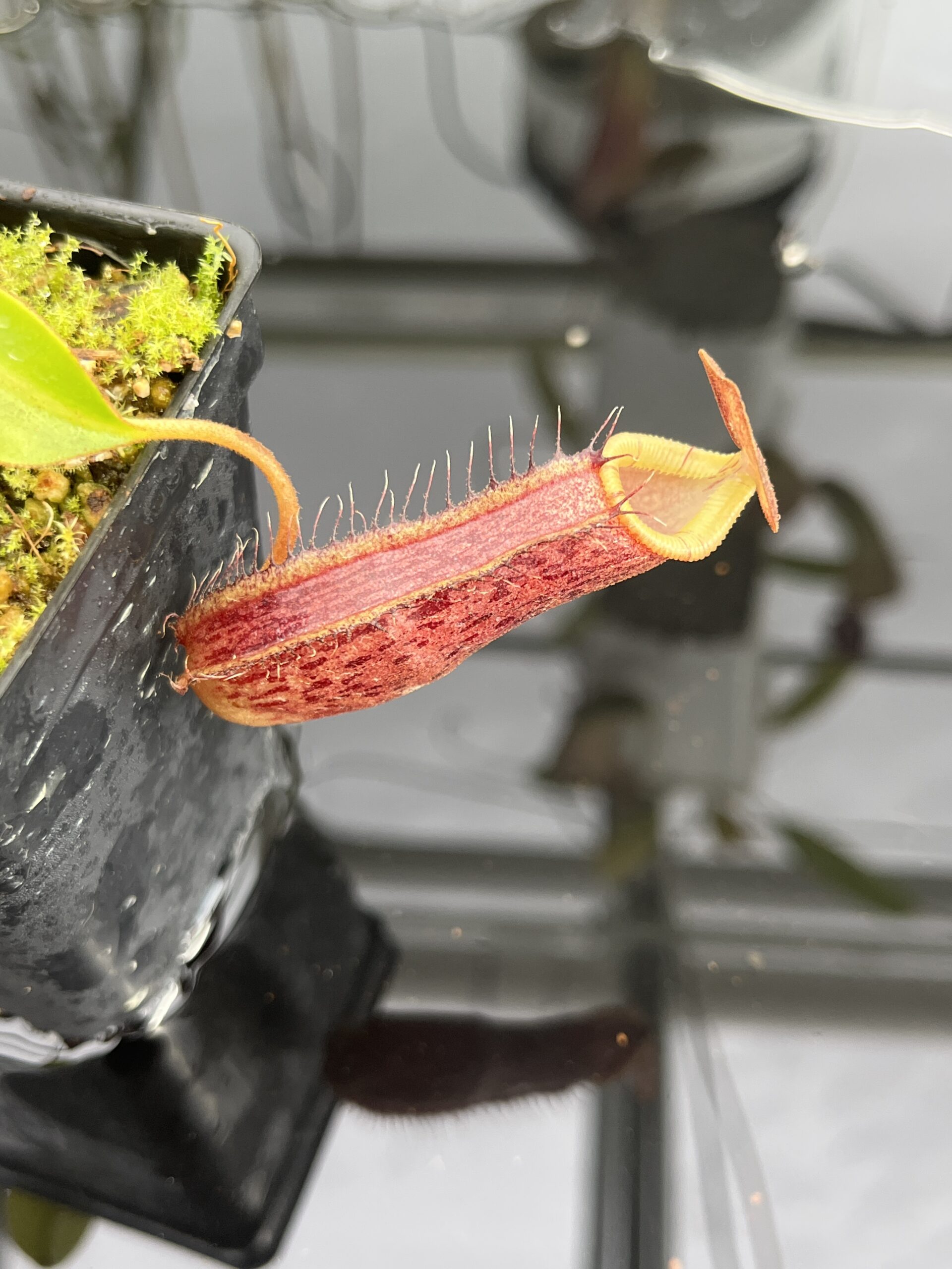 Close Up of Nepenthes spectabilis x lowii | Borneo Exotics | BE-4524 | H23343
