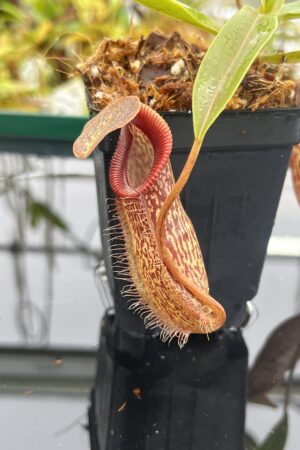 Close Up of Nepenthes talangensis x hamata | Borneo Exotics | BE-4003 | H23547