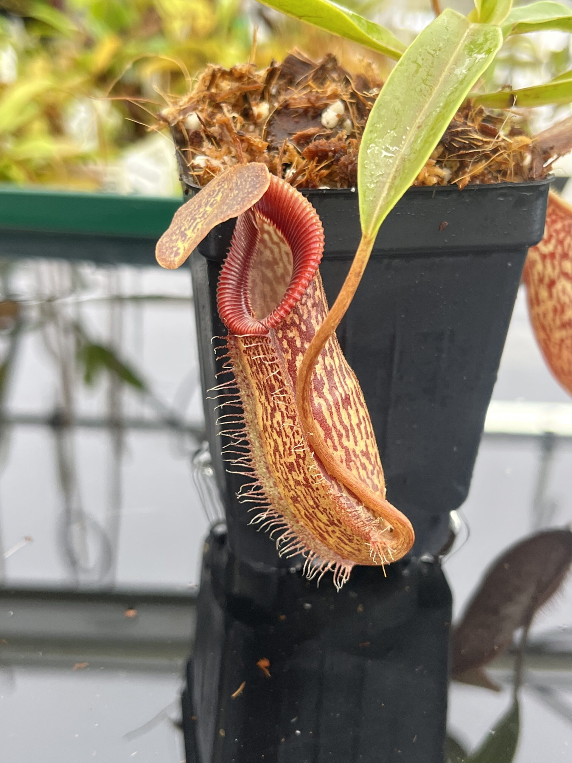 Close Up of Nepenthes talangensis x hamata | Borneo Exotics | BE-4003 | H23547