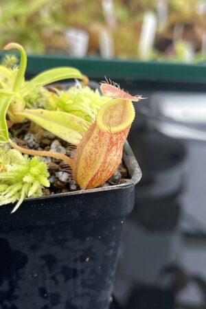 Close Up of Nepenthes undulatifolia x edwardsiana | Andreas Wistuba | AW-ISC | H23315
