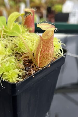 Close Up of Nepenthes undulatifolia x macrophylla | Andreas Wistuba | AW-ISC | H23318