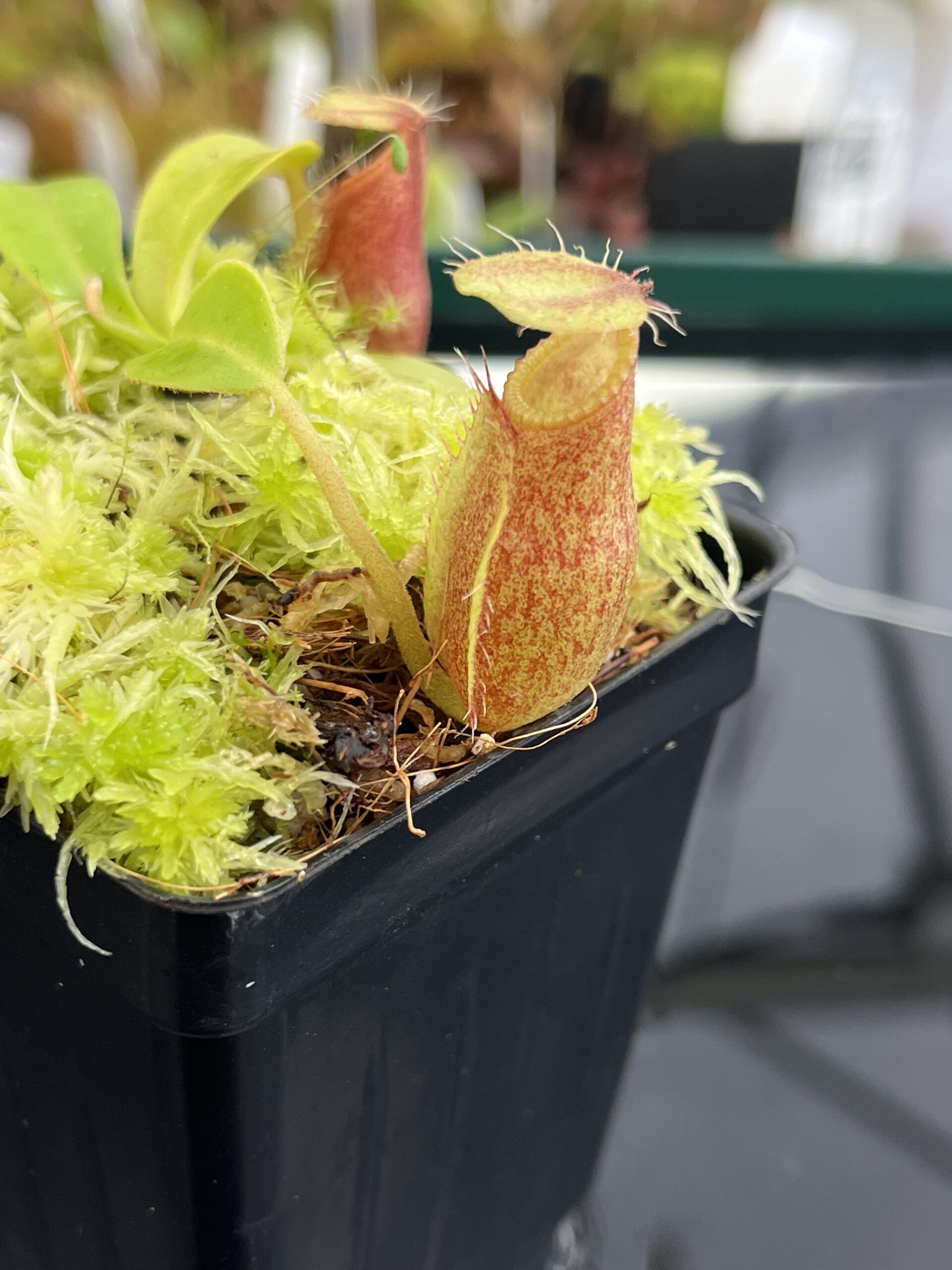 Close Up of Nepenthes undulatifolia x macrophylla | Andreas Wistuba | AW-ISC | H23318