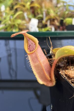 Close Up of Nepenthes veitchii | Borneo Exotics | BE-4033 | L23245