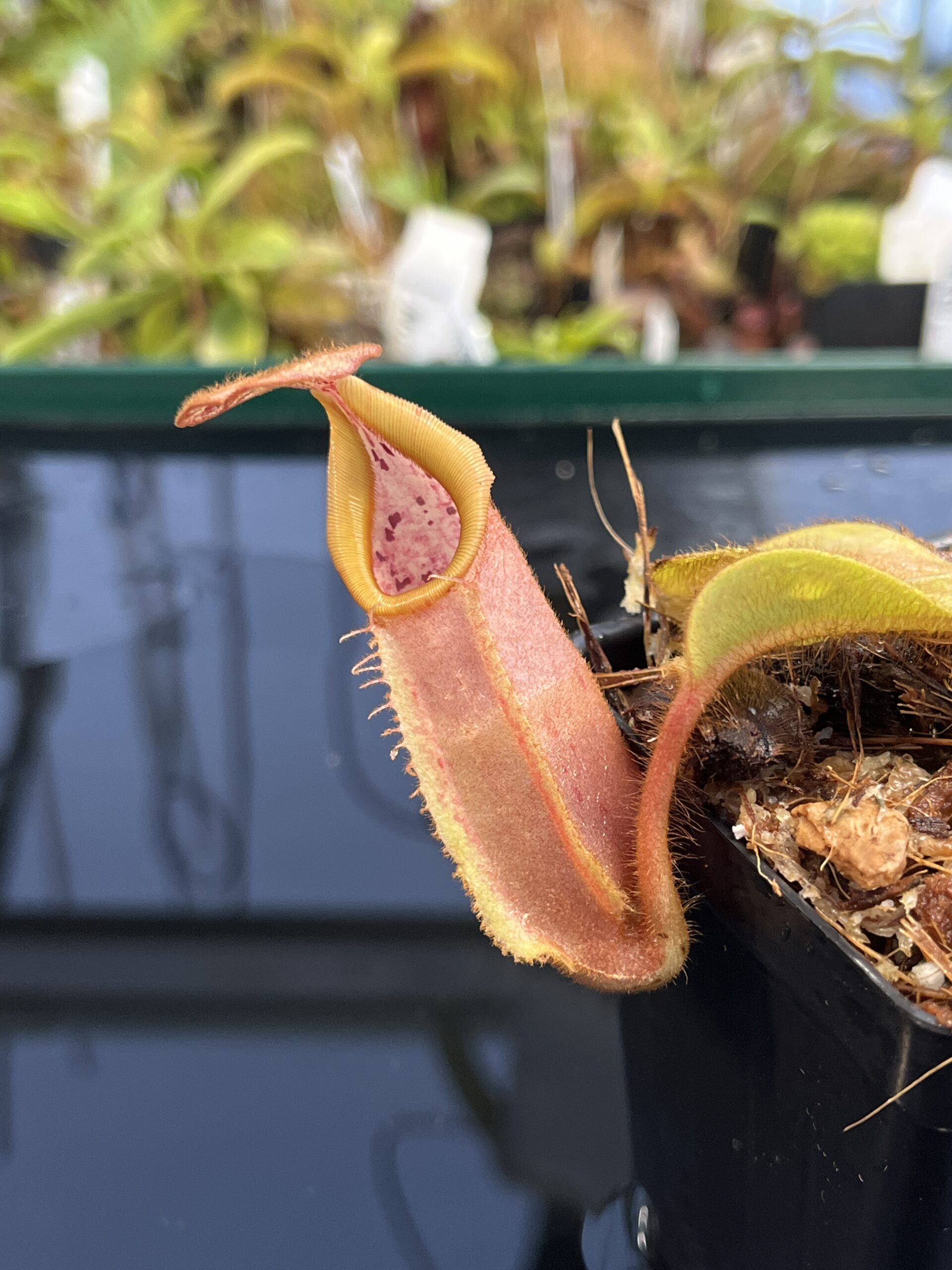 Close Up of Nepenthes veitchii | Borneo Exotics | BE-4033 | L23245