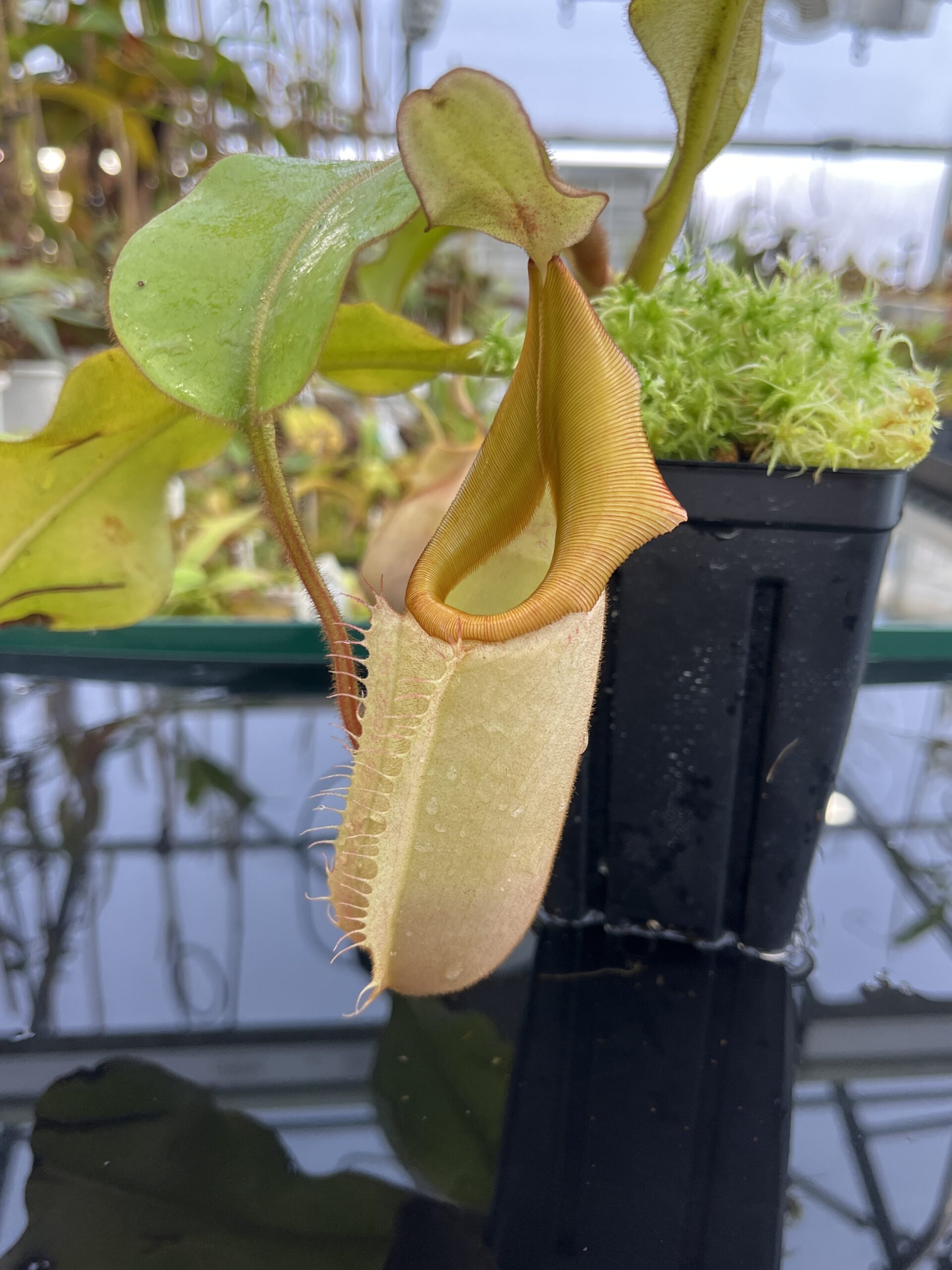 Nepenthes veitchii | Borneo Exotics | BE-4095 | IN23613