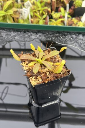 Close Up of Nepenthes veitchii Murud, Striped x 'Candy' | Florae | Florae Collaborative | FC-23.03 | IN23473