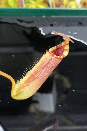 Close Up of Nepenthes (veitchii x lowii) x robcantleyi | Borneo Exotics | BE-4602 | IN23649