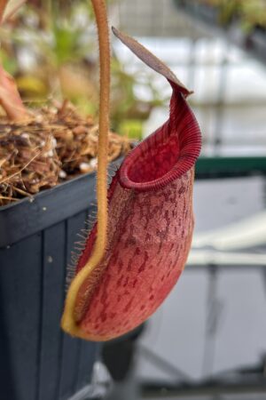 Close Up of Nepenthes (veitchii x lowii) x spectabilis | Borneo Exotics | BE-3400 | IN23260