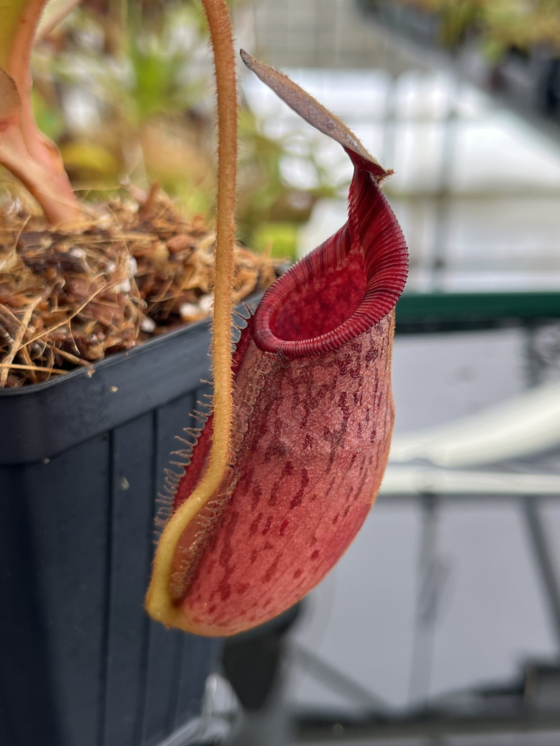 Close Up of Nepenthes (veitchii x lowii) x spectabilis | Borneo Exotics | BE-3400 | IN23260