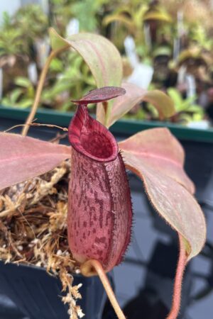Close Up of Nepenthes (veitchii x lowii) x spectabilis | Borneo Exotics | BE-3400 | IN23268