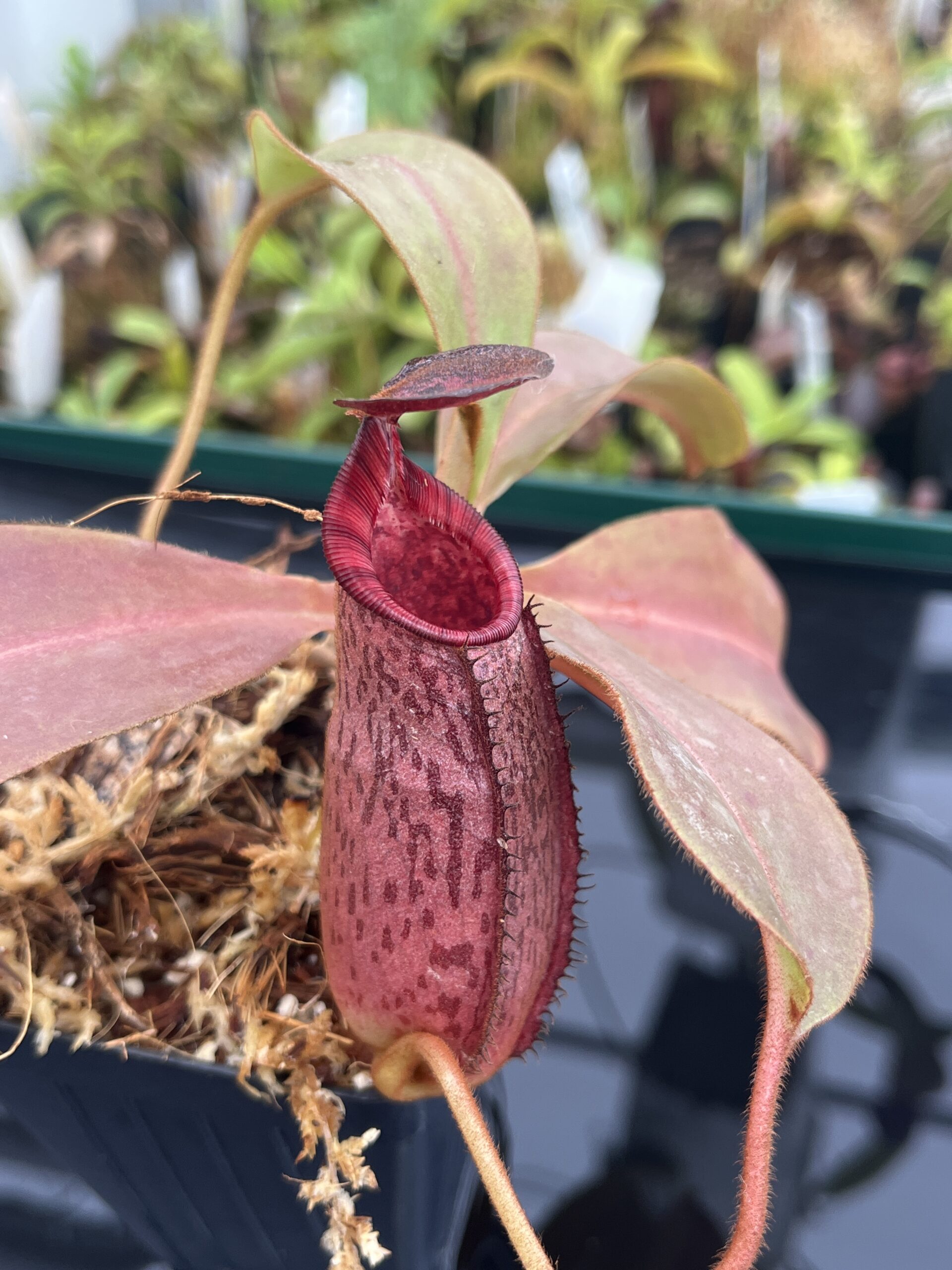 Close Up of Nepenthes (veitchii x lowii) x spectabilis | Borneo Exotics | BE-3400 | IN23268