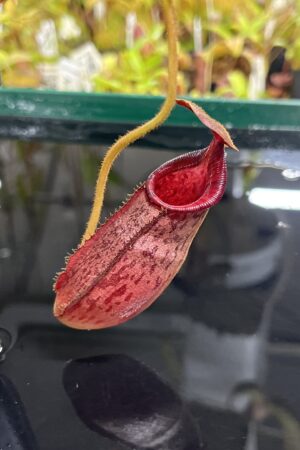 Close Up of Nepenthes (veitchii x lowii) x spectabilis | Borneo Exotics | BE-3400 | IN23640