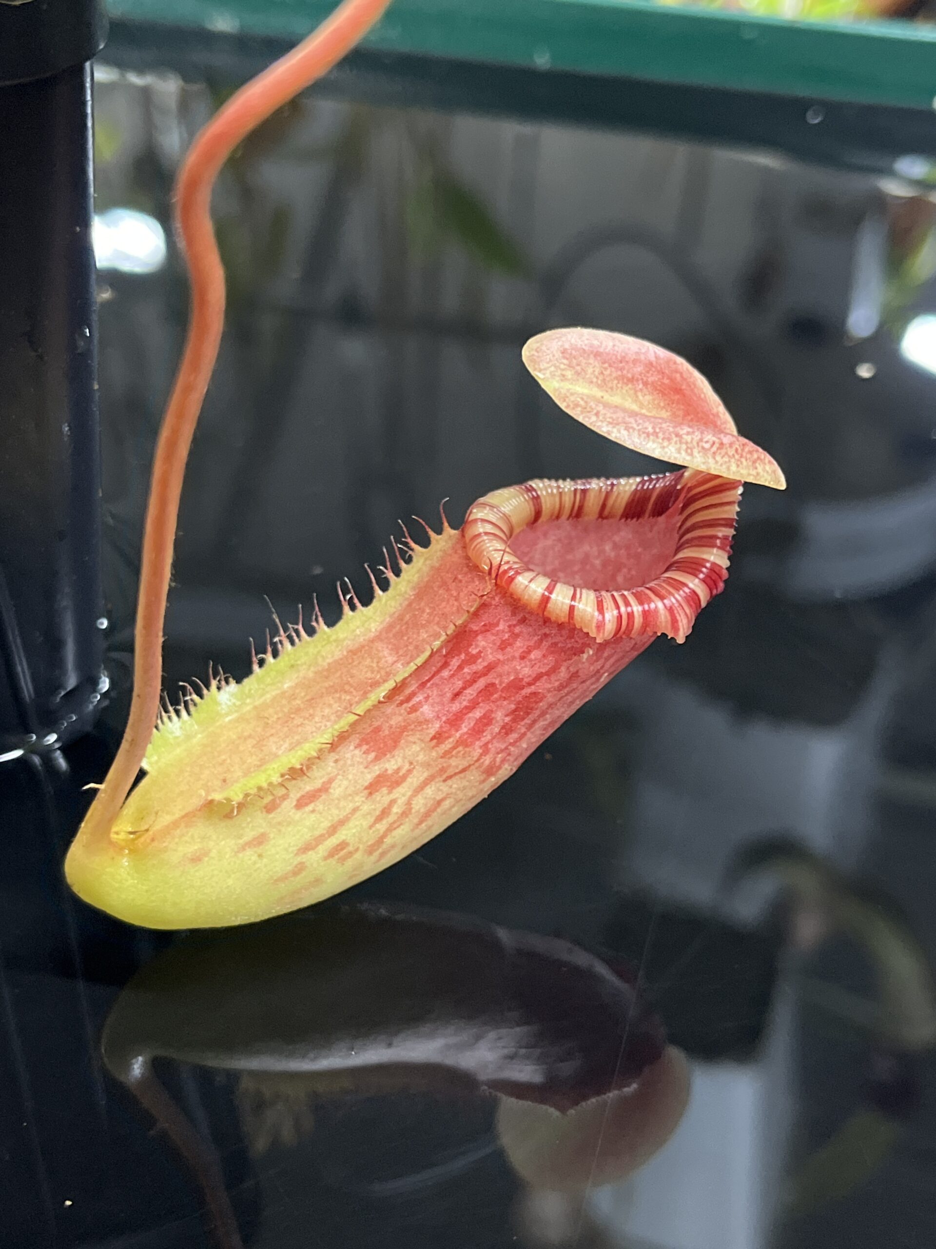Close Up of Nepenthes ventricosa x ephippiata | Borneo Exotics | BE-4639 | IN23462