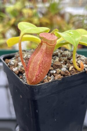 Close Up of Nepenthes villosa x robcantleyi | Borneo Exotics | BE-4079 | H23530