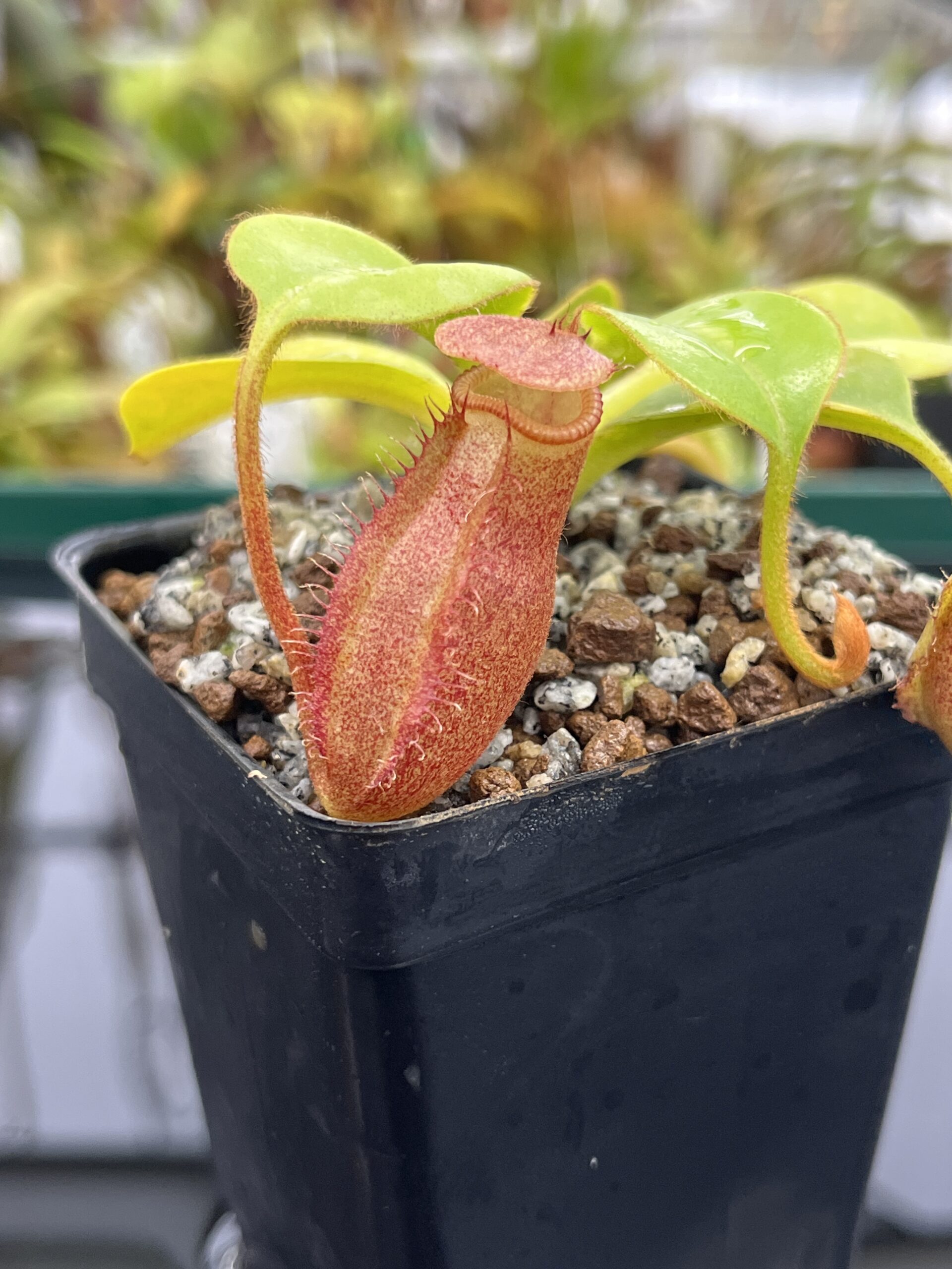 Close Up of Nepenthes villosa x robcantleyi | Borneo Exotics | BE-4079 | H23530