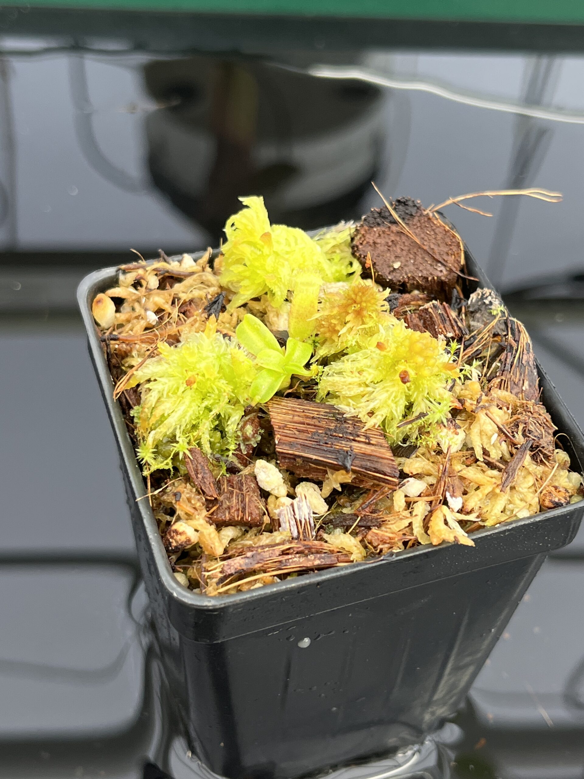 Nepenthes villosa x (ventricosa x edwardsiana) | JH | Jeremiah Harris | JH-320.02 | H23593