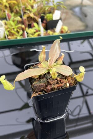 Close Up of Nepenthes xhookeriana | Florae Collaborative | FC-198.01 | L23486