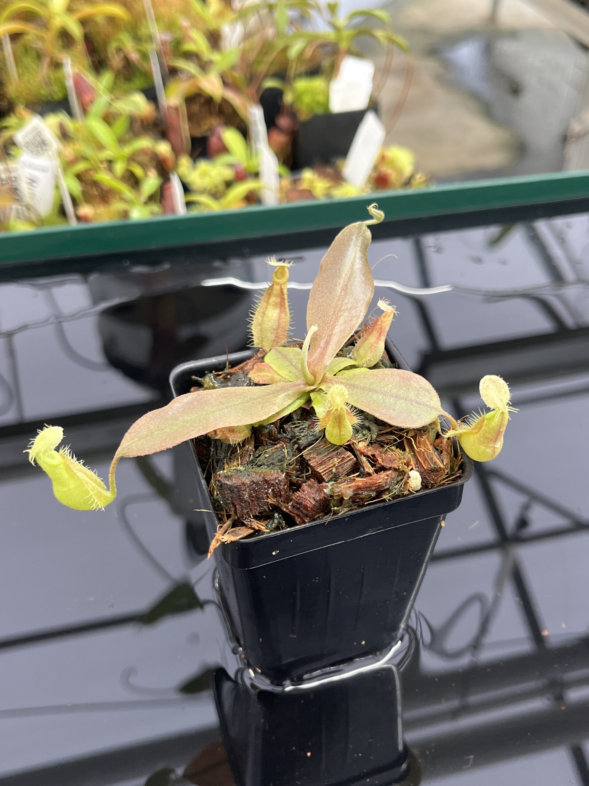 Close Up of Nepenthes xhookeriana | Florae Collaborative | FC-198.01 | L23486