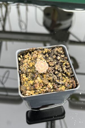 Close Up of Pinguicula ehlersiae {Ixmiquilpan, Hidalgo, Mex., BG Linz # 006} | Best Carnivorous Plants | BCP-561 | IN23604