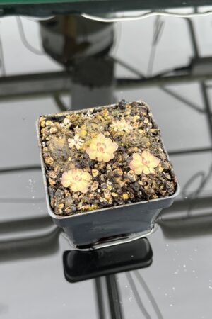 Close Up of Pinguicula gracilis | Best Carnivorous Plants | BCP-554 | IN23601