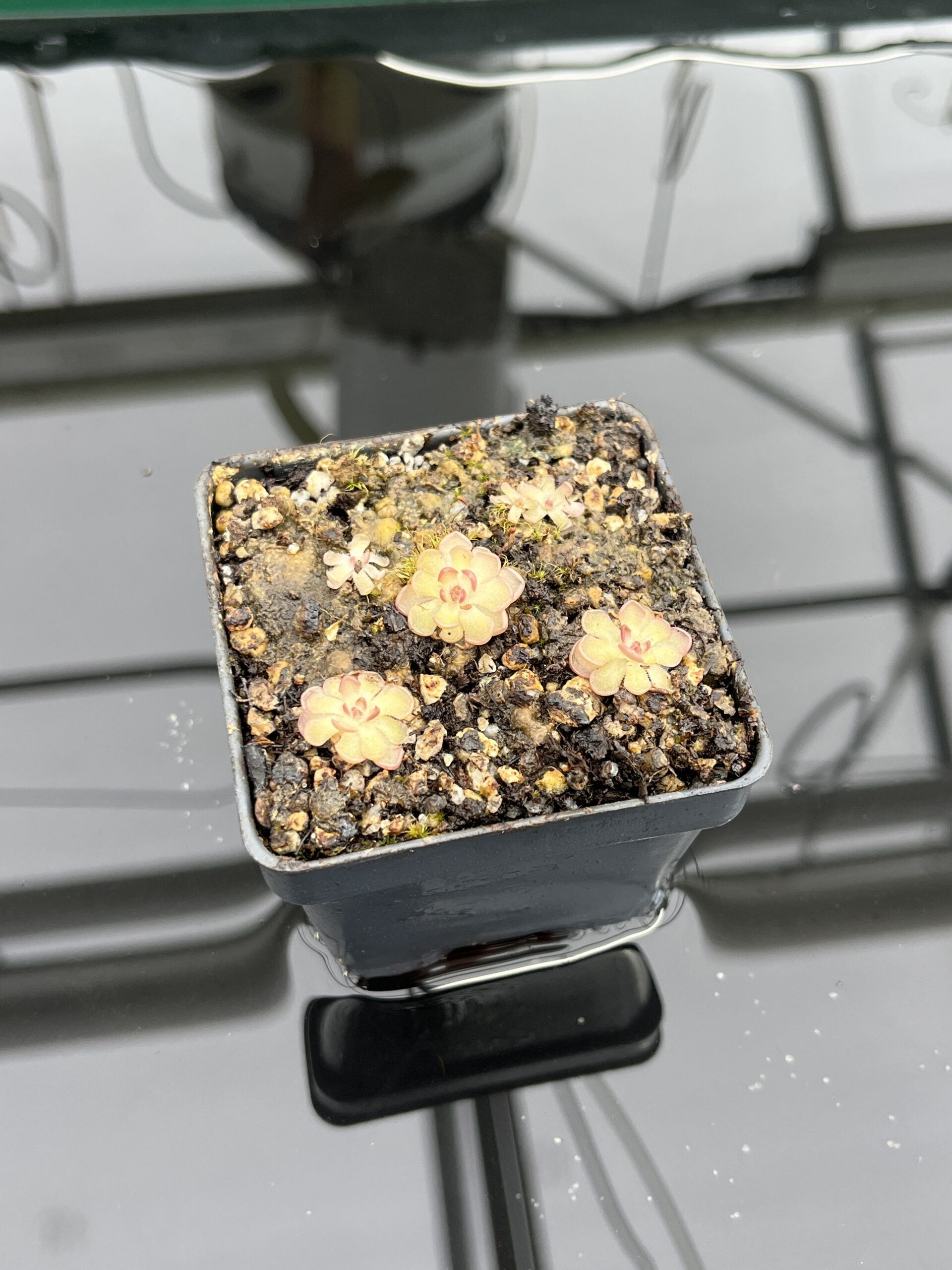 Close Up of Pinguicula gracilis | Best Carnivorous Plants | BCP-554 | IN23601