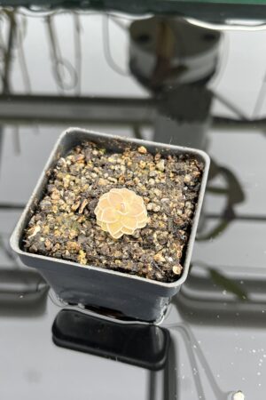 Close Up of Pinguicula jaumavensis {75} | Best Carnivorous Plants | BCP-549 | IN23605