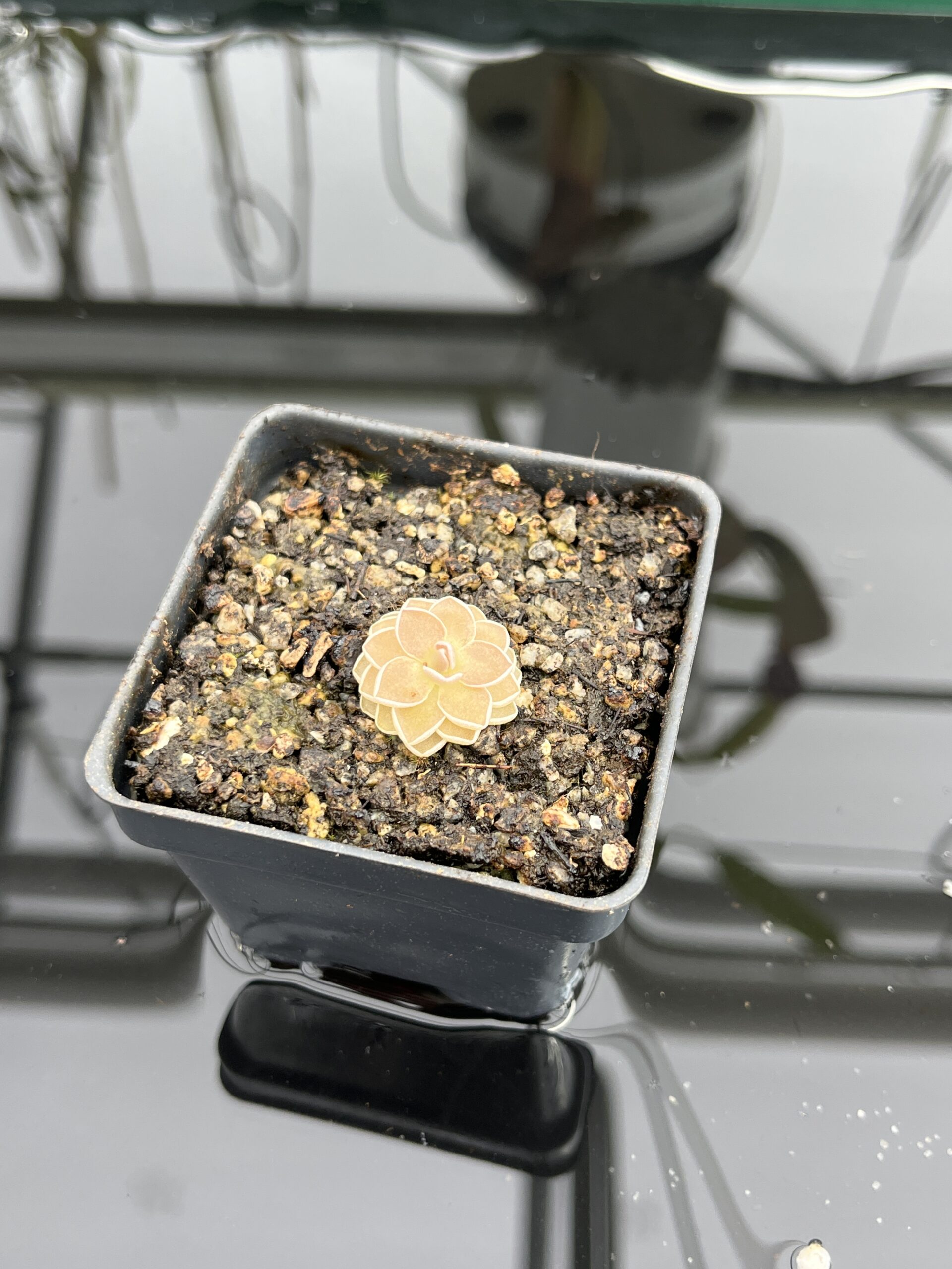 Close Up of Pinguicula jaumavensis {75} | Best Carnivorous Plants | BCP-549 | IN23605