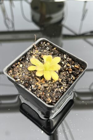 Close Up of Pinguicula martinezii | Best Carnivorous Plants | BCP-2222 | IN23611