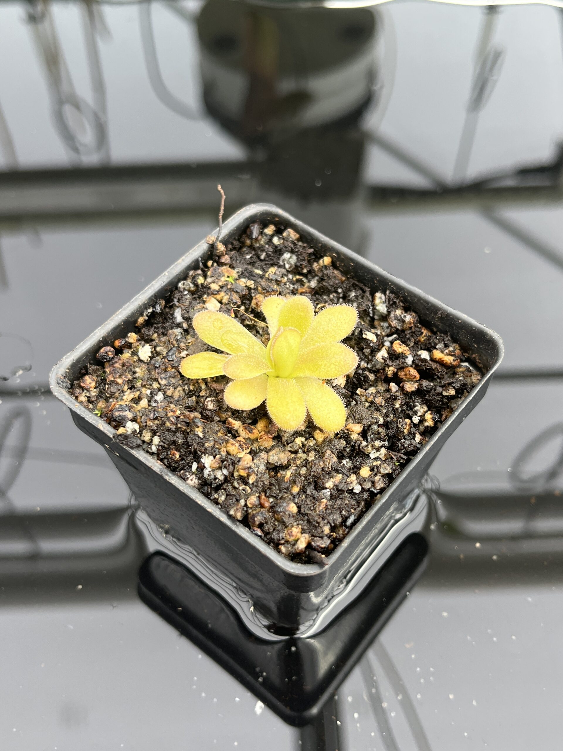 Close Up of Pinguicula martinezii | Best Carnivorous Plants | BCP-2222 | IN23611