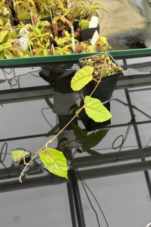 Close Up of Pterisanthes sp (Indonesia) | Florae Collaborative | | IN23478