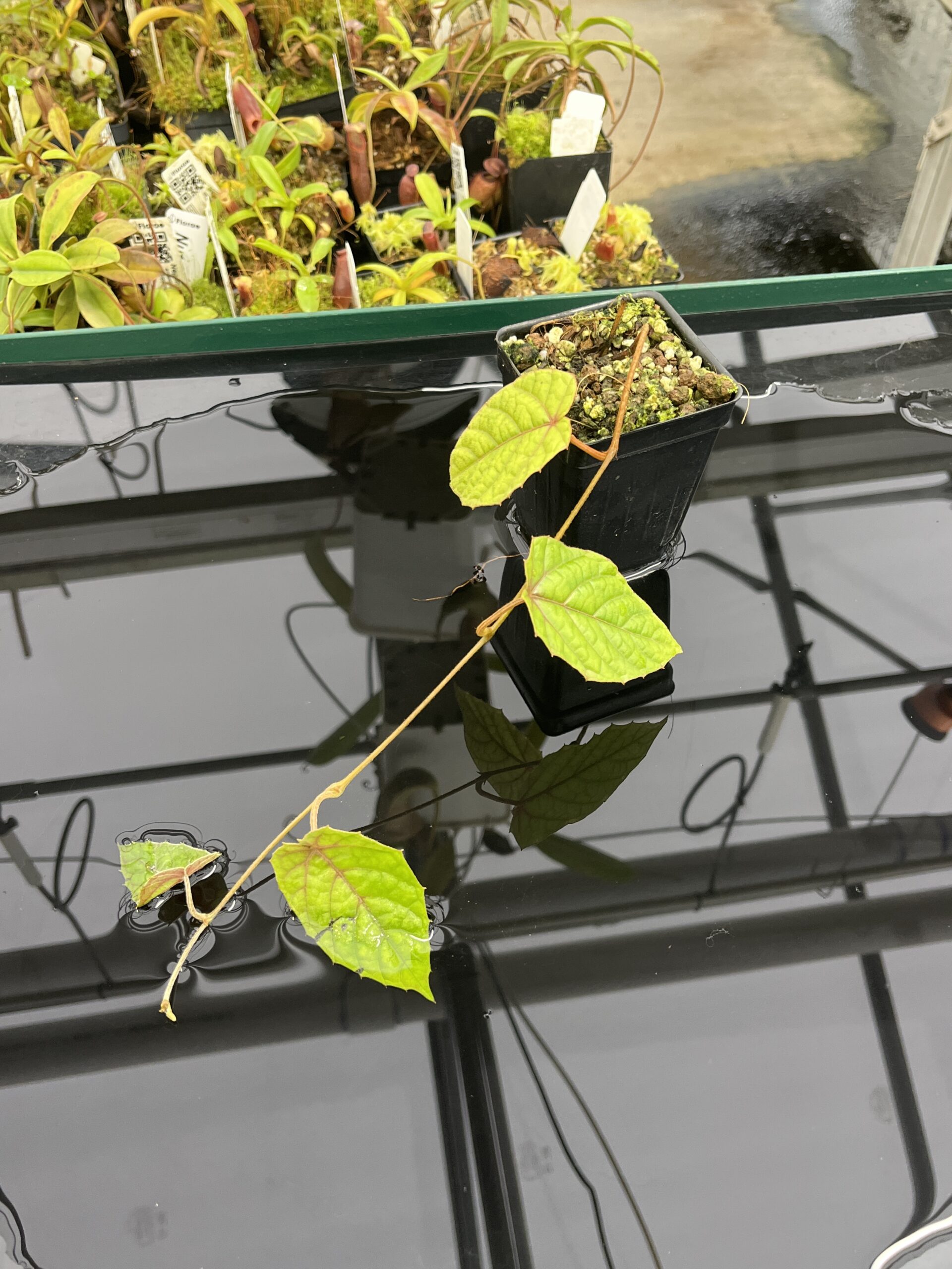 Close Up of Pterisanthes sp (Indonesia) | Florae Collaborative | | IN23478