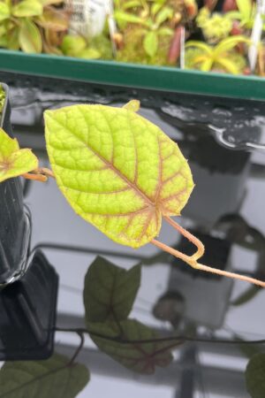 Close Up of Pterisanthes sp (Indonesia) | Florae Collaborative | | IN23655