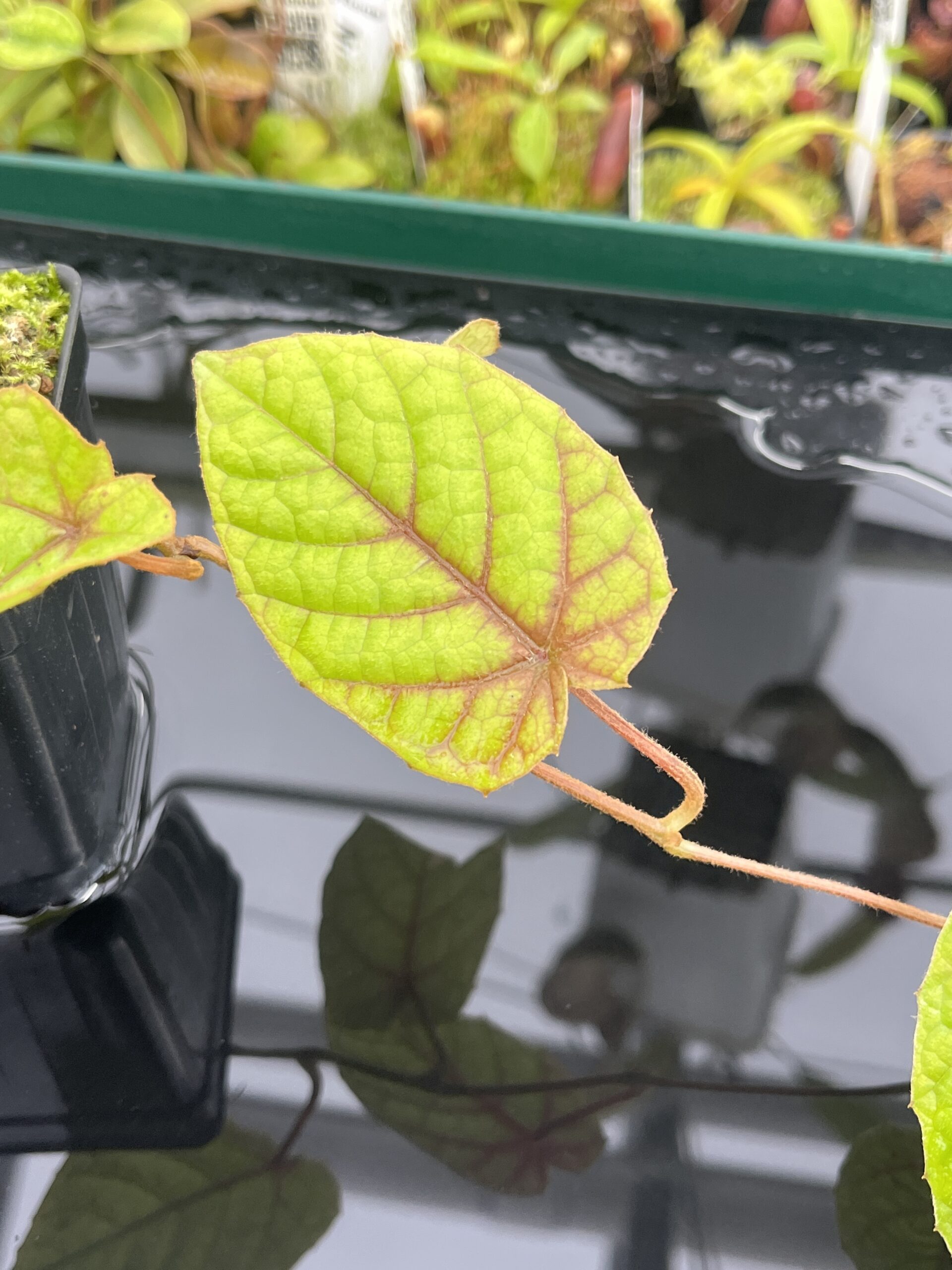 Close Up of Pterisanthes sp (Indonesia) | Florae Collaborative | | IN23655