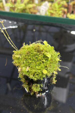 Shop — Sustainably Grown Tropical Plants