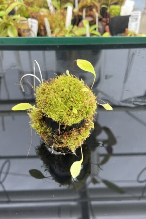 Close Up of Utricularia quelchii | Best Carnivorous Plants | BCP-138 | H23358