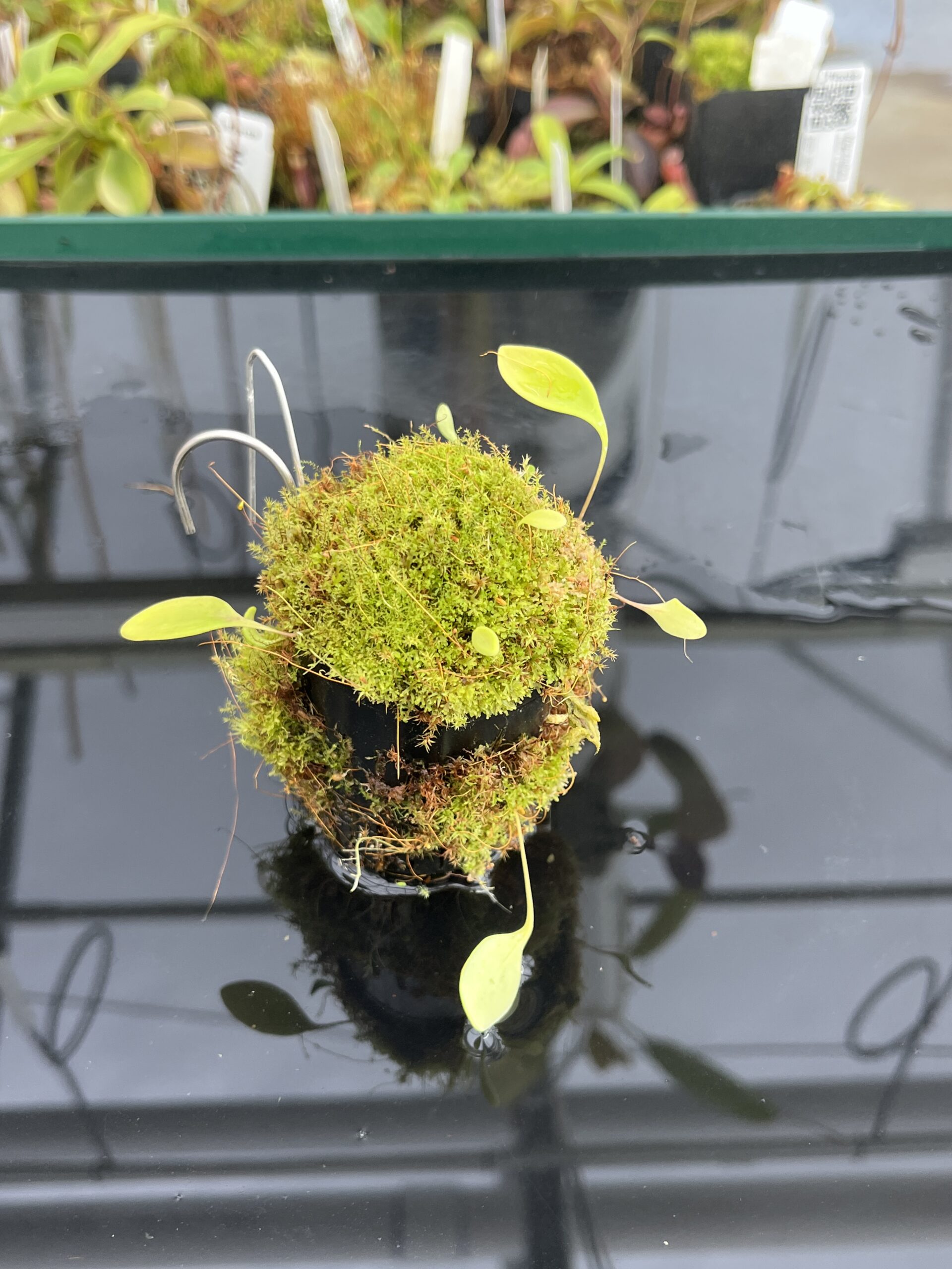 Close Up of Utricularia quelchii | Best Carnivorous Plants | BCP-138 | H23358