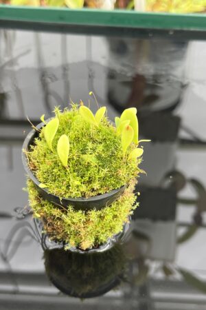 Close Up of Utricularia quelchii | Best Carnivorous Plants | | H23353