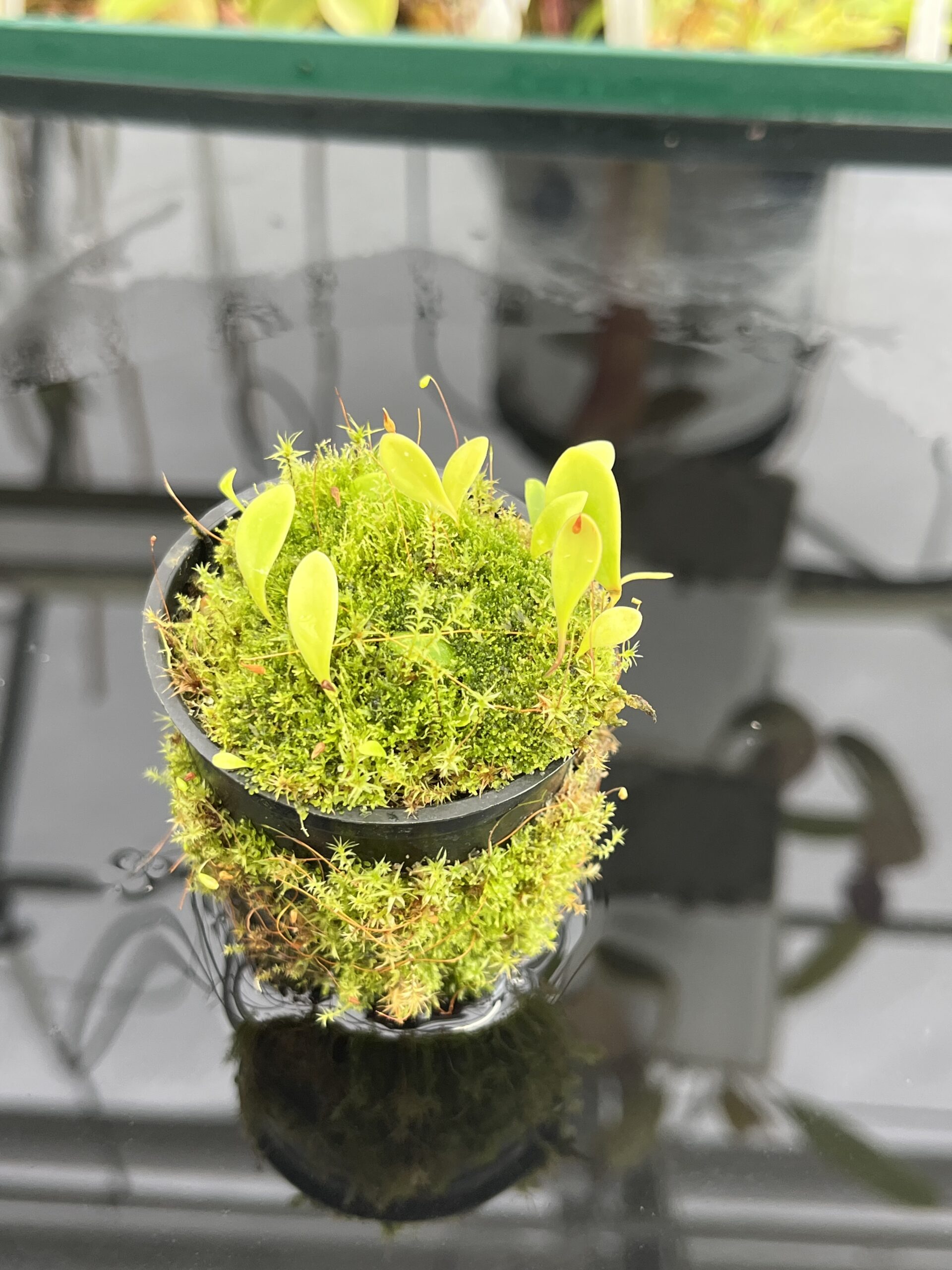 Close Up of Utricularia quelchii | Best Carnivorous Plants | | H23353