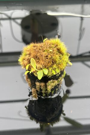 Close Up of Utricularia quelchii {Kukenan Tepui, Venezuela} | Best Carnivorous Plants | | H23516