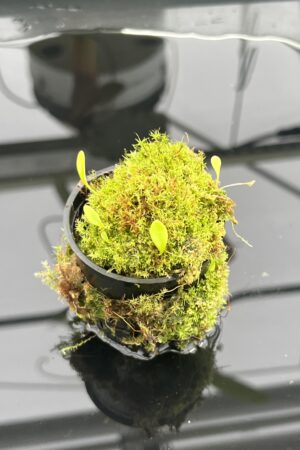 Close Up of Utricularia quelchii {Peter Harbart clone} | Best Carnivorous Plants | | H23512