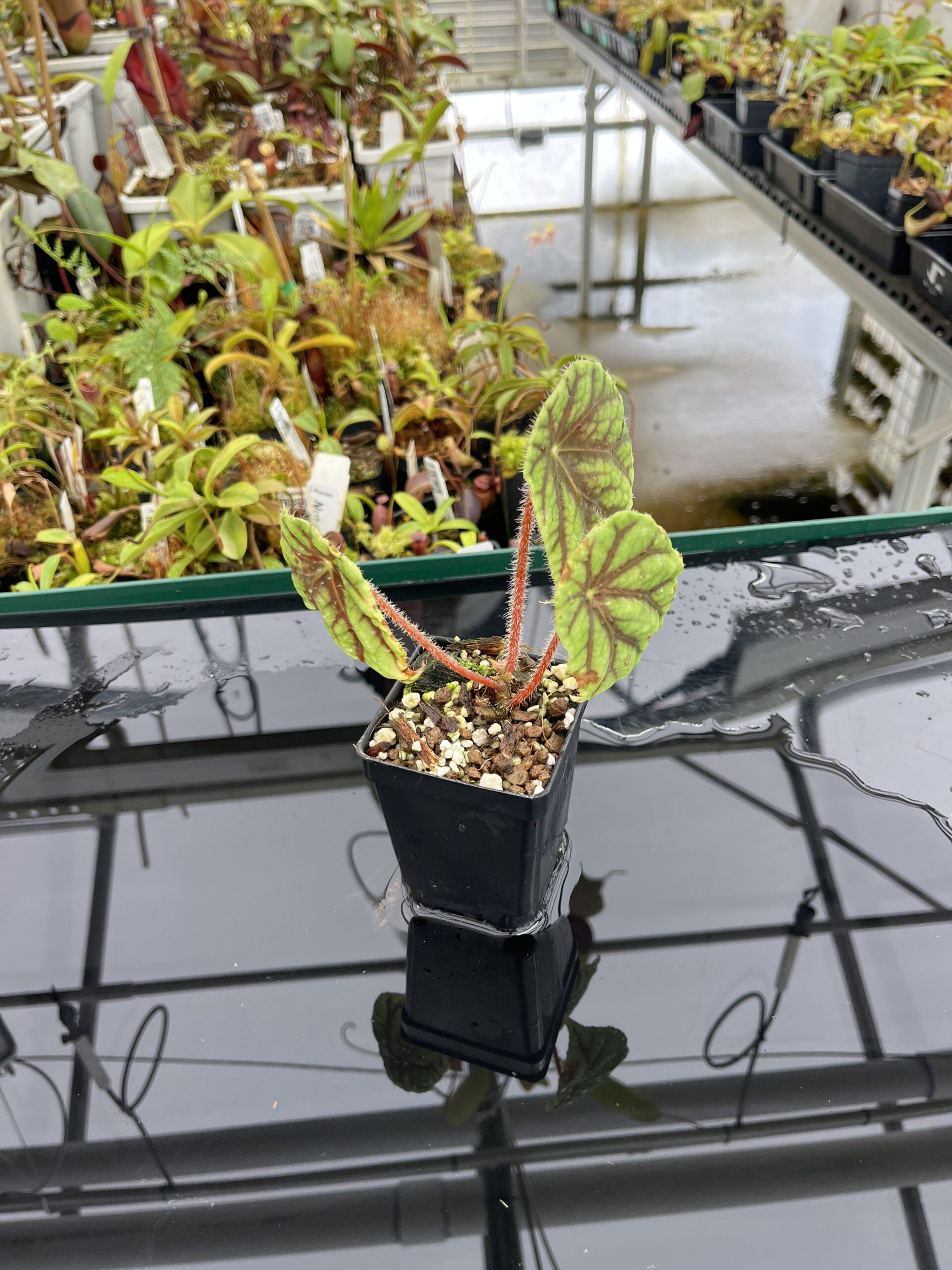 Wide Angle of Begonia quadrialata (Africa) | Florae Collaborative | | IN23287