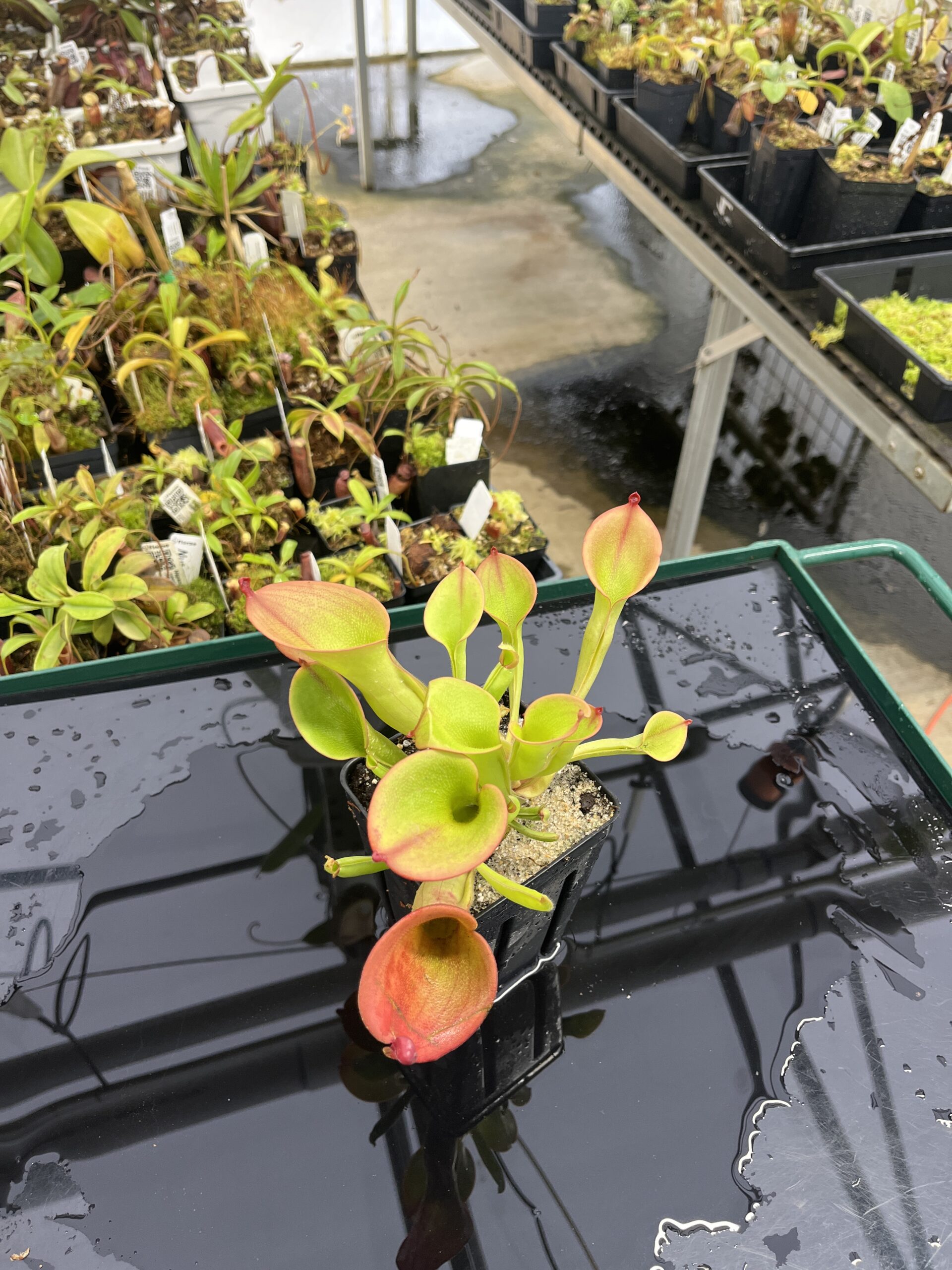 Wide Angle of Heliamphora ionasi (Ilu Tepui, Venezuela) | Andreas Wistuba | AW-3 | H23493