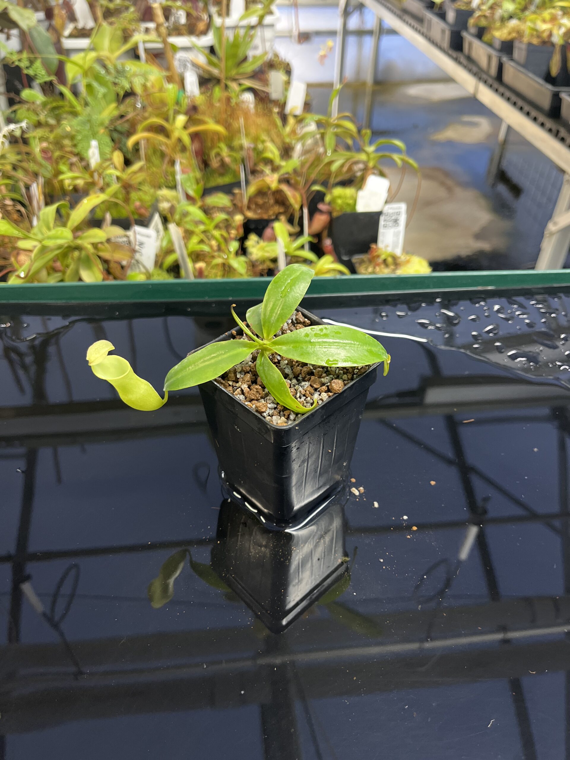 Wide Angle of Nepenthes campanulata | Andreas Wistuba | AW-02 | L23402