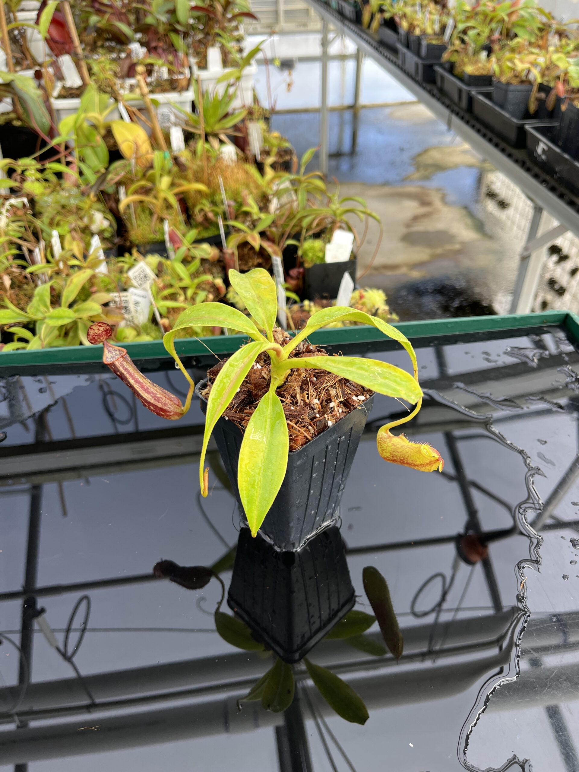 Wide Angle of Nepenthes copelandii | Borneo Exotics | BE-3046 | H23667