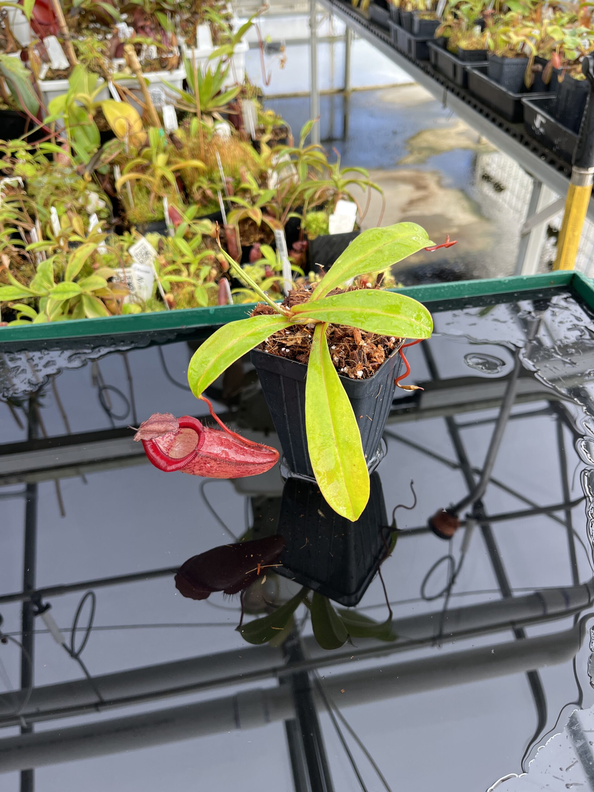 Wide Angle of Nepenthes densiflora x jamban | Borneo Exotics | BE-4659 | H23662